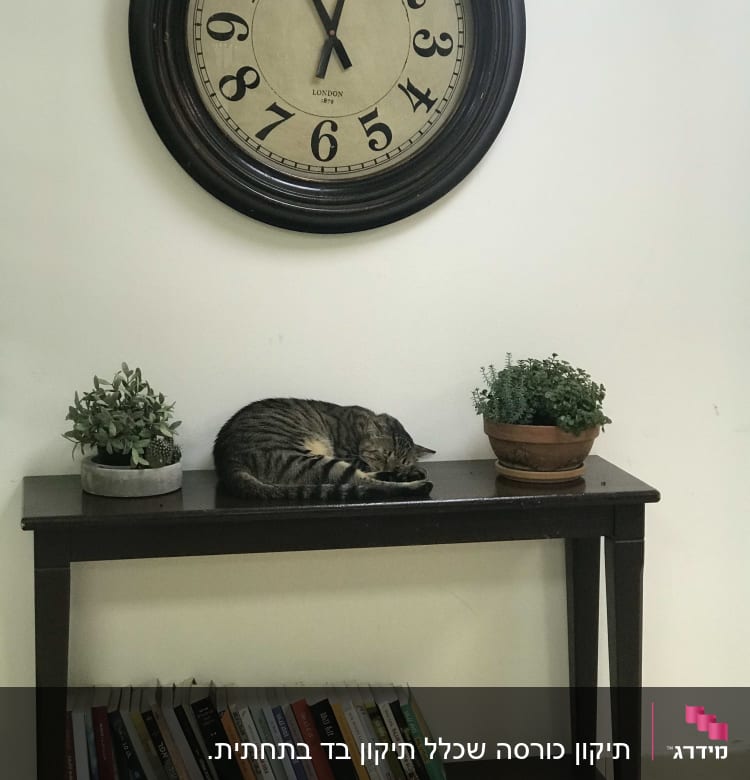 חתול ישן על שולחן עם עציצים וספרים